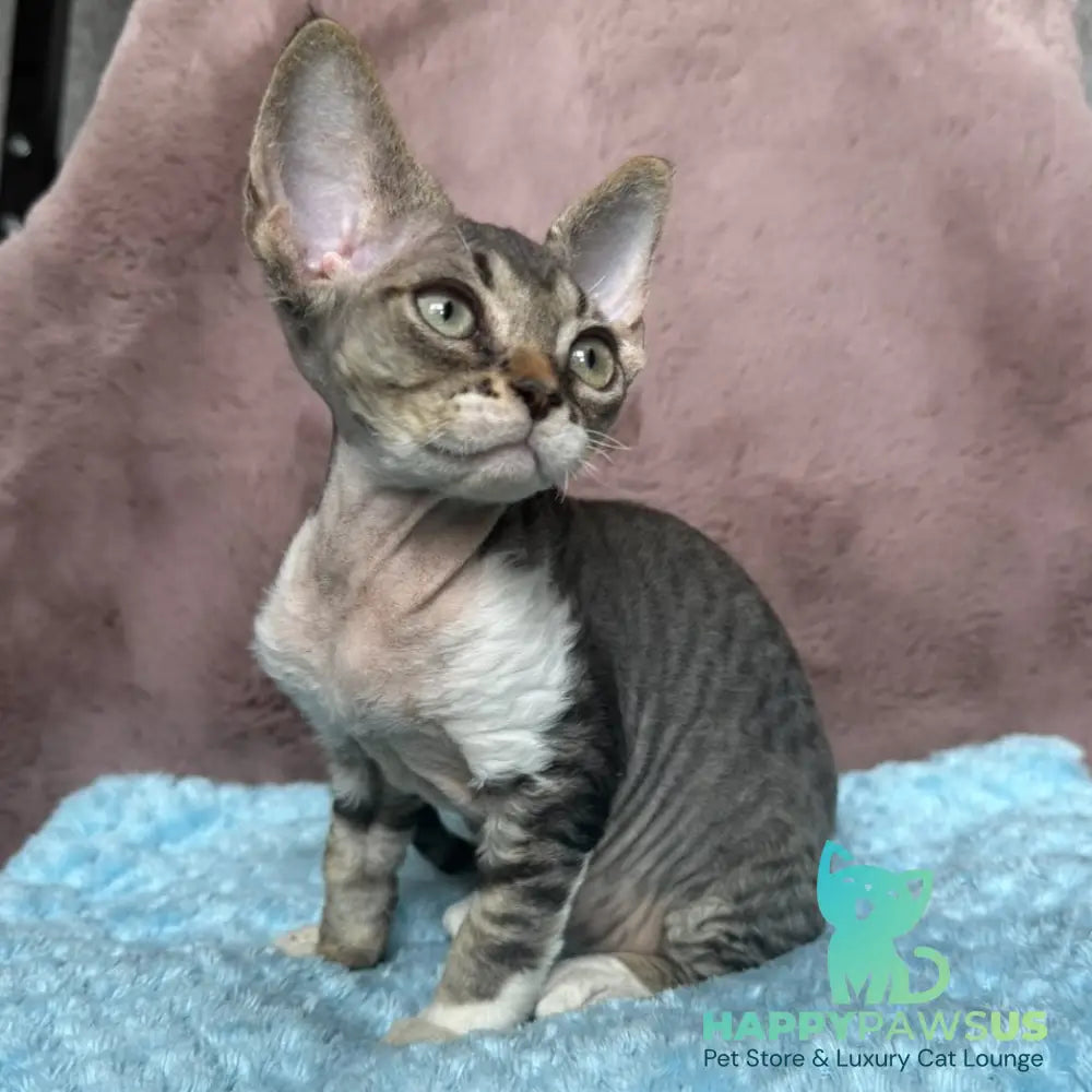 Xenon Devon Rex male black tabby with white - live animals