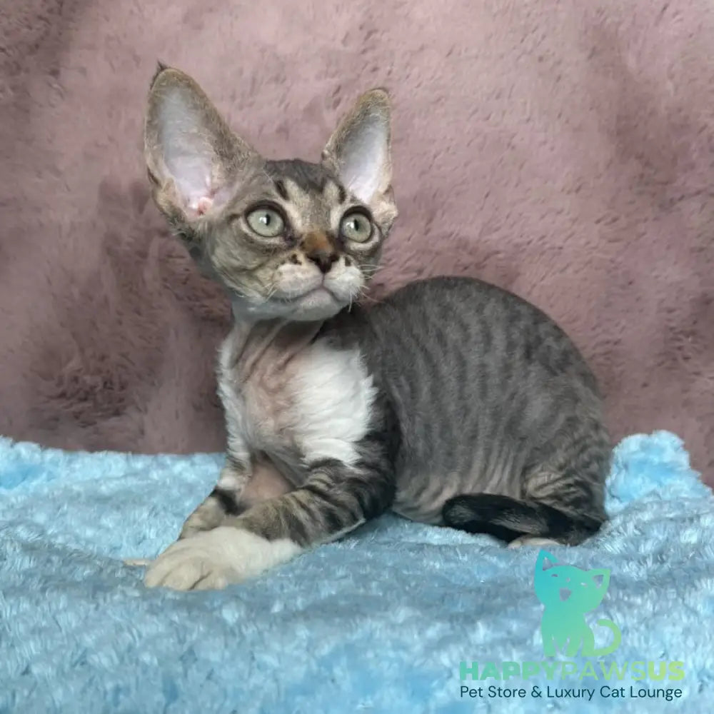 Xenon Devon Rex male black tabby with white - live animals