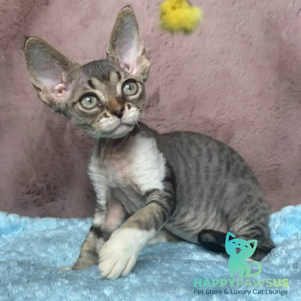 Xenon Devon Rex male black tabby with white - live animals