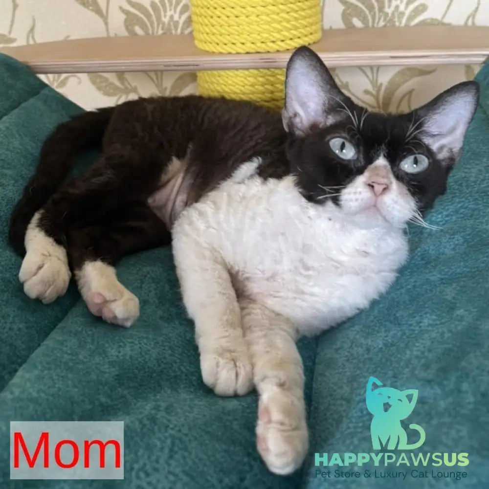 Xenon Devon Rex male black tabby with white - live animals