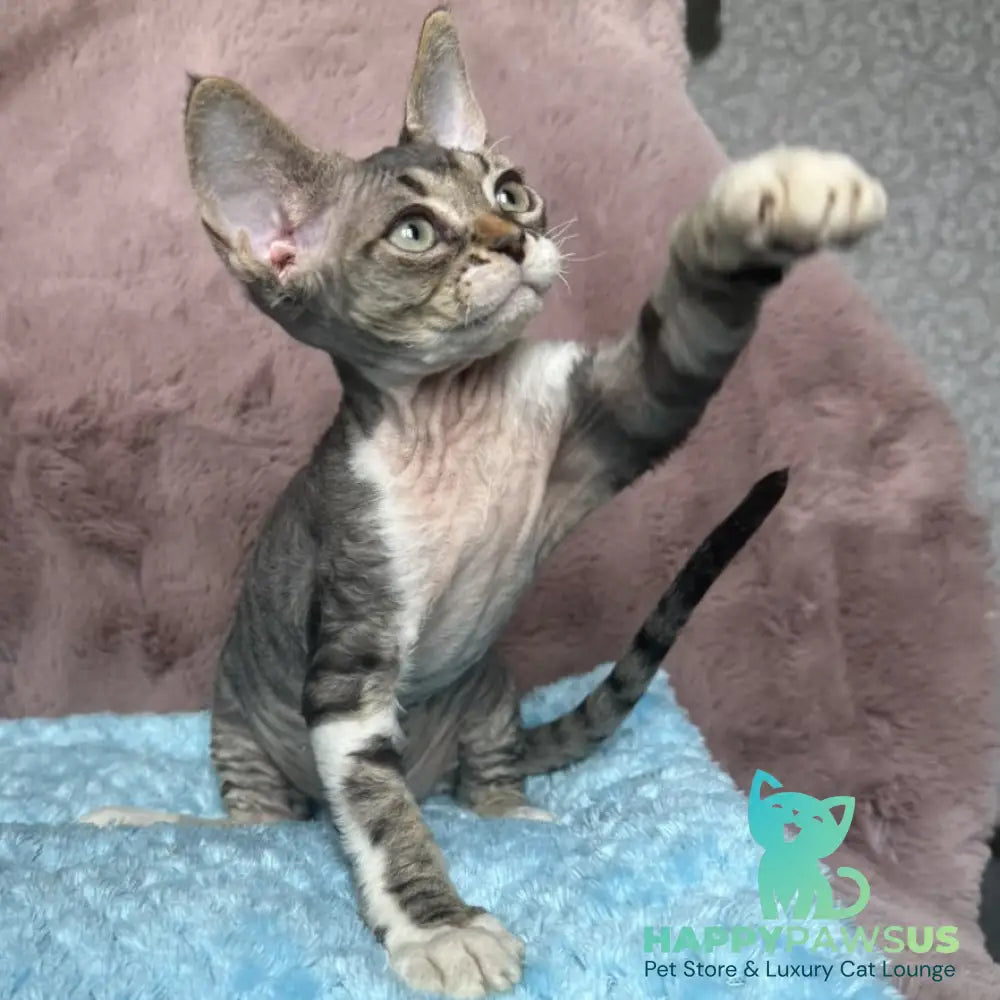 Xenon Devon Rex male black tabby with white - live animals