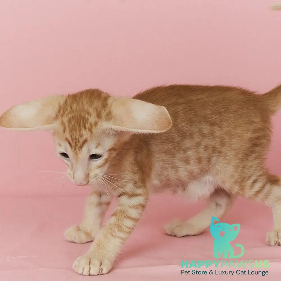 Xenon Oriental Shorthair male red spotted tabby - live animals