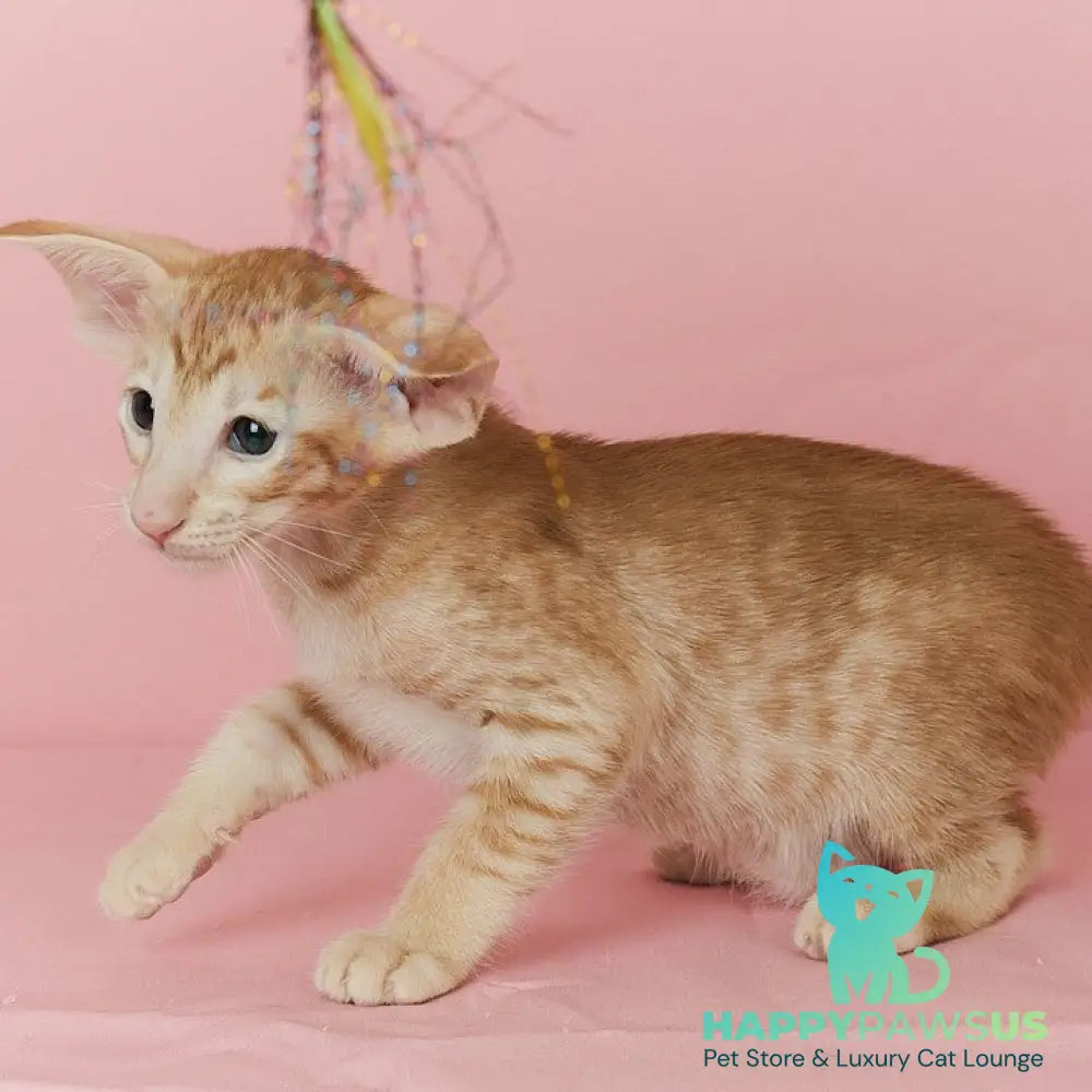 Xenon Oriental Shorthair male red spotted tabby - live animals