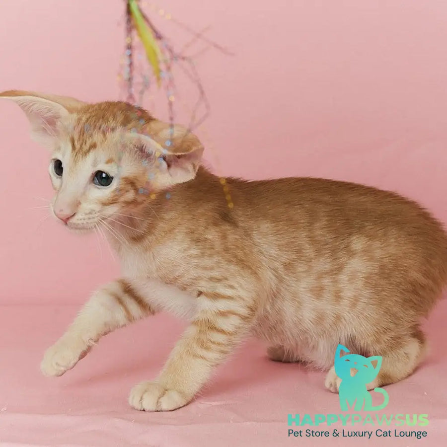 Xenon Oriental Shorthair male red spotted tabby - live animals