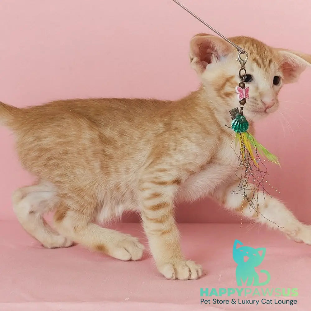 Xenon Oriental Shorthair male red spotted tabby - live animals