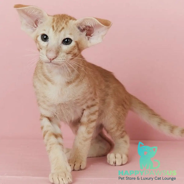 Xenon Oriental Shorthair male red spotted tabby - live animals