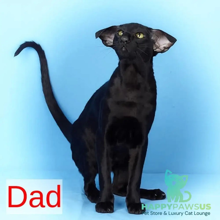 Xenon Oriental Shorthair male red spotted tabby - live animals