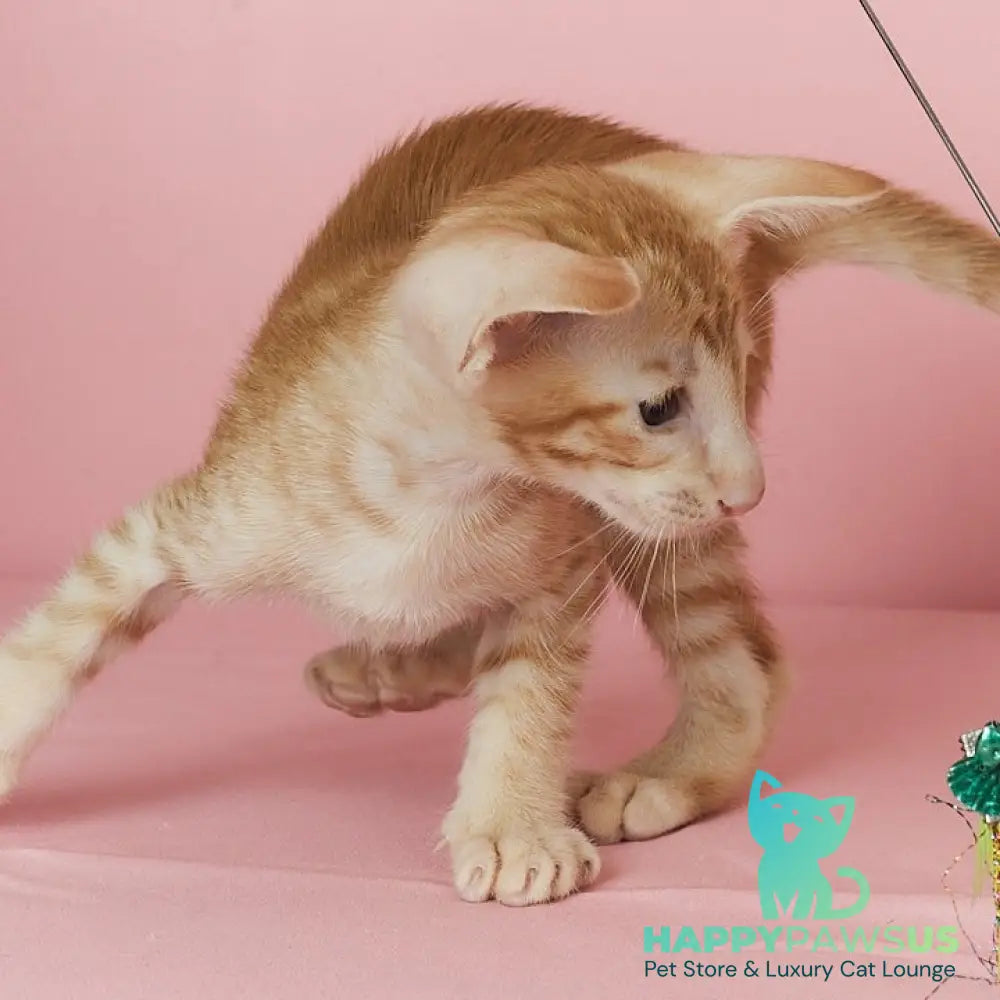 Xenon Oriental Shorthair male red spotted tabby - live animals