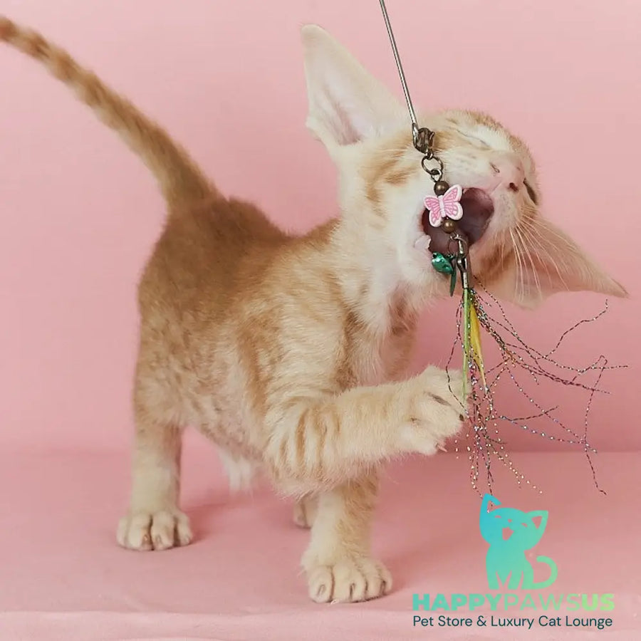 Xenon Oriental Shorthair male red spotted tabby - live animals