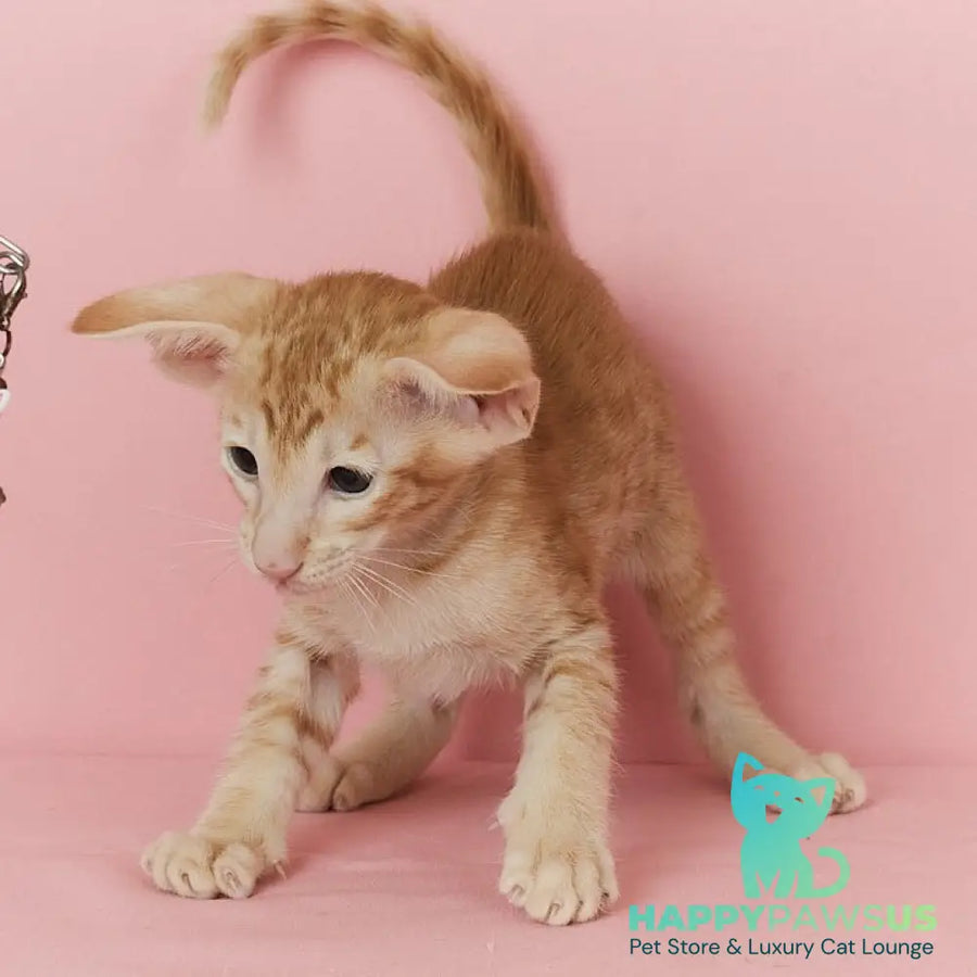 Xenon Oriental Shorthair male red spotted tabby - live animals