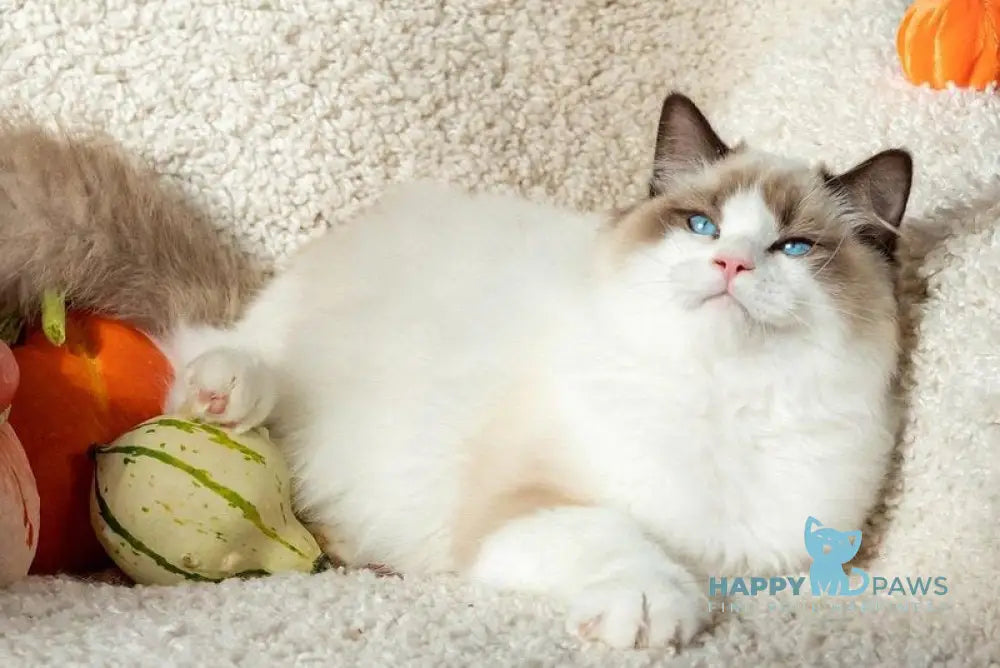 Xenon Ragdoll male seal bicolour live animals