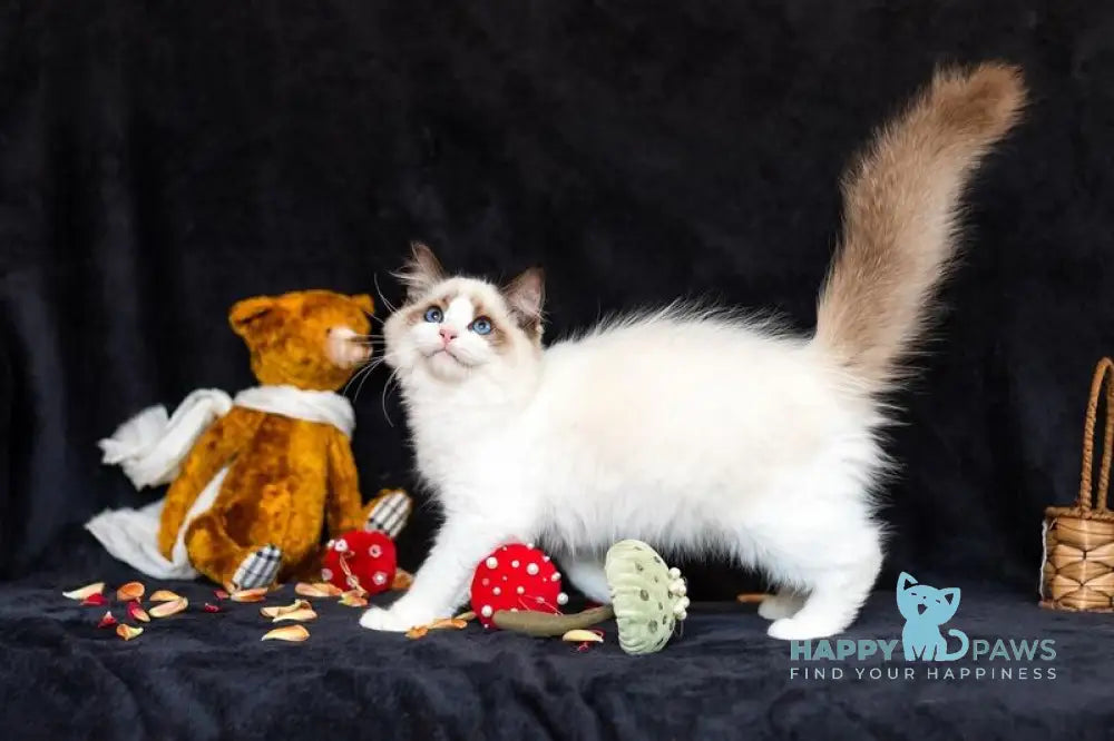 Xenon Ragdoll male seal bicolour live animals