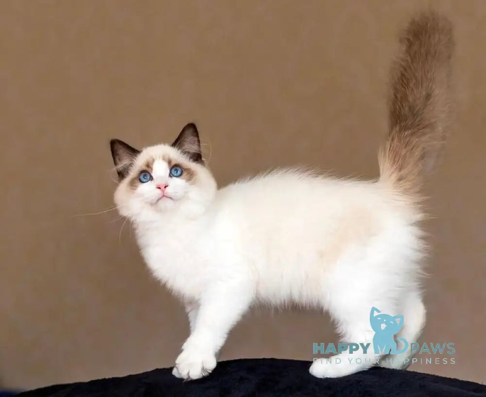 Xenon Ragdoll male seal bicolour live animals