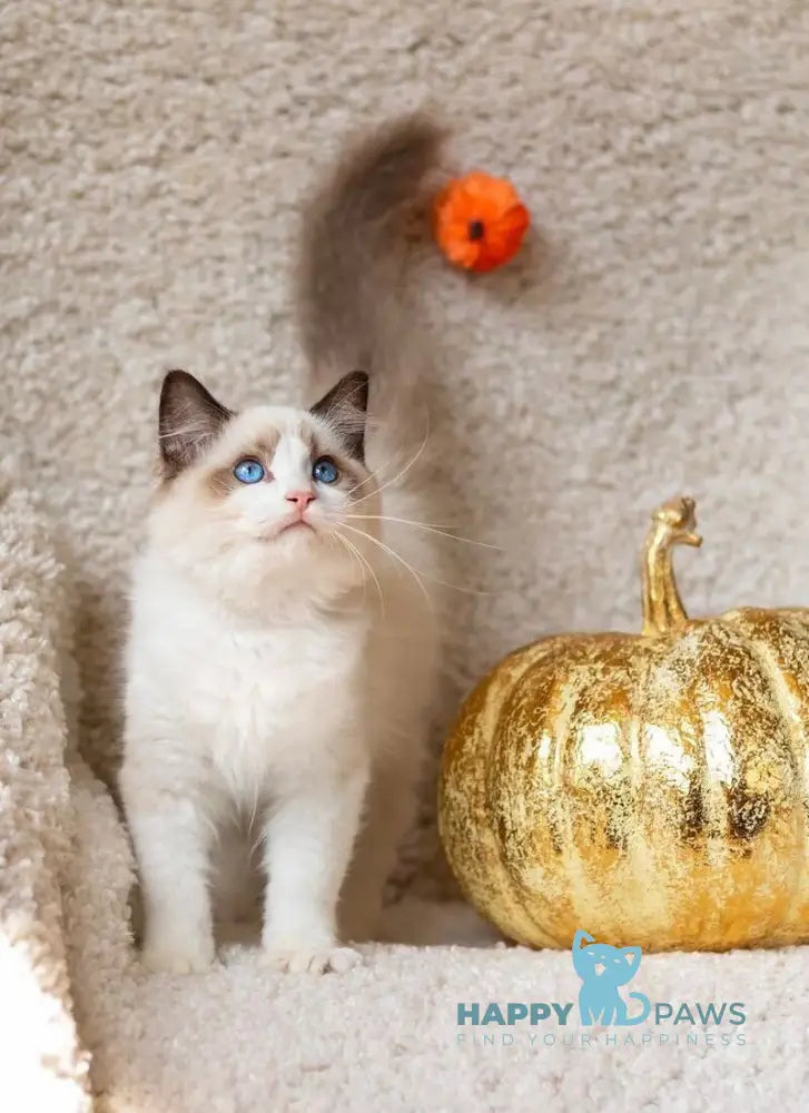 Xenon Ragdoll male seal bicolour live animals