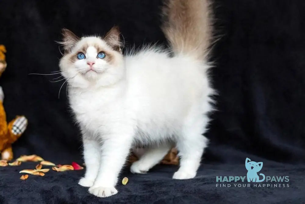 Xenon Ragdoll male seal bicolour live animals