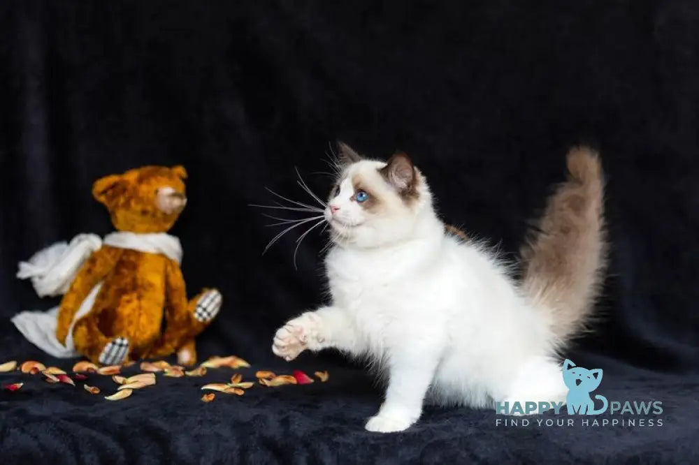 Xenon Ragdoll male seal bicolour live animals
