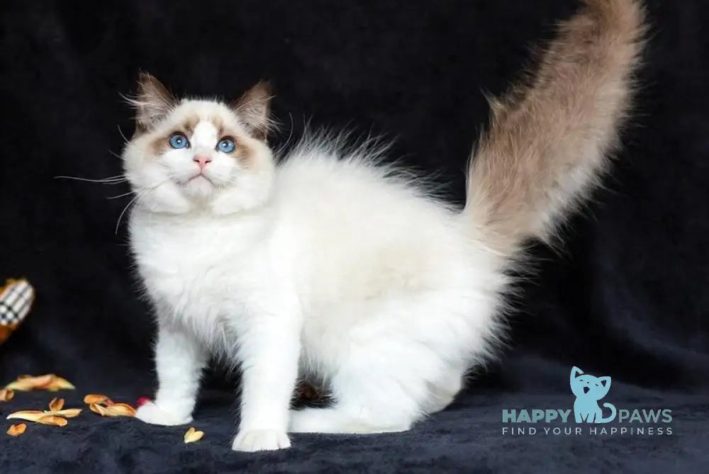 Xenon Ragdoll male seal bicolour live animals
