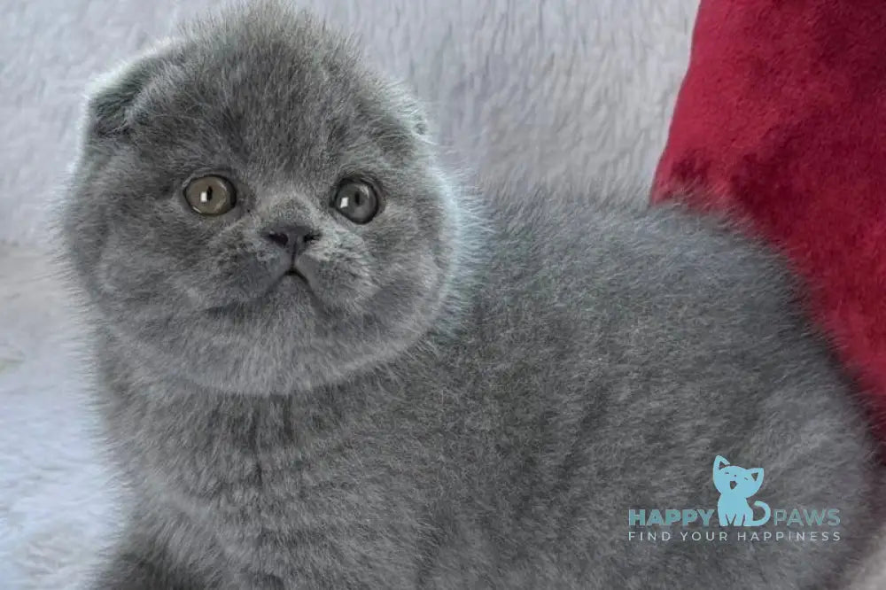 Xenon Scottish Fold male blue live animals