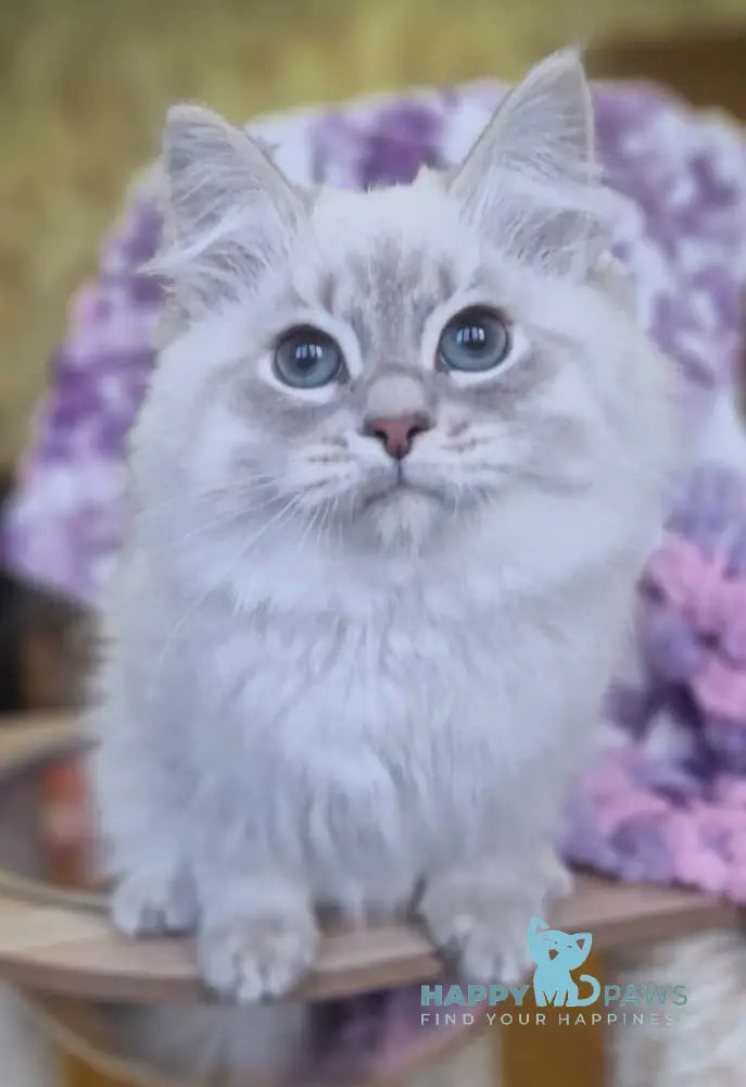 Xenophon Siberian male blue tabby pointed live animals