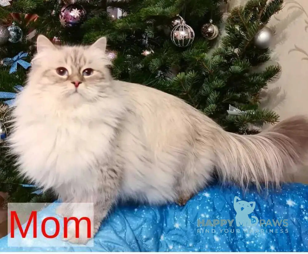 Xenophon Siberian male blue tabby pointed live animals