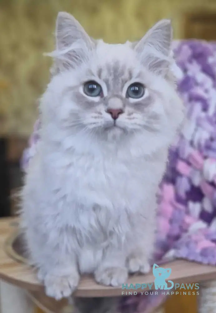 Xenophon Siberian male blue tabby pointed live animals