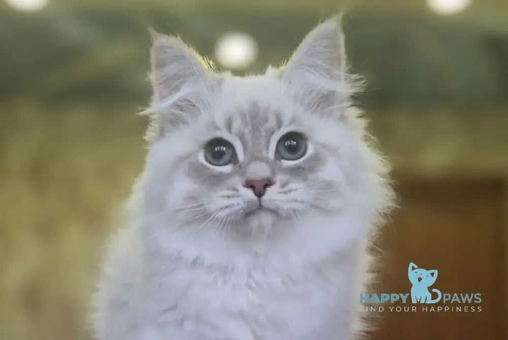 Xenophon Siberian male blue tabby pointed live animals