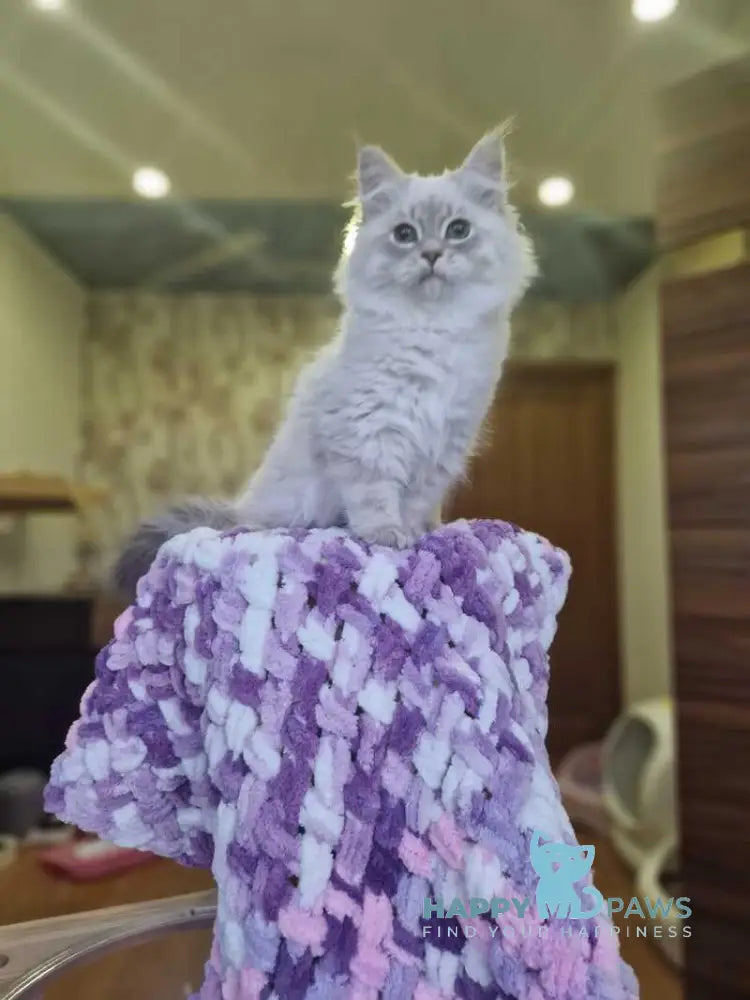 Xenophon Siberian male blue tabby pointed live animals