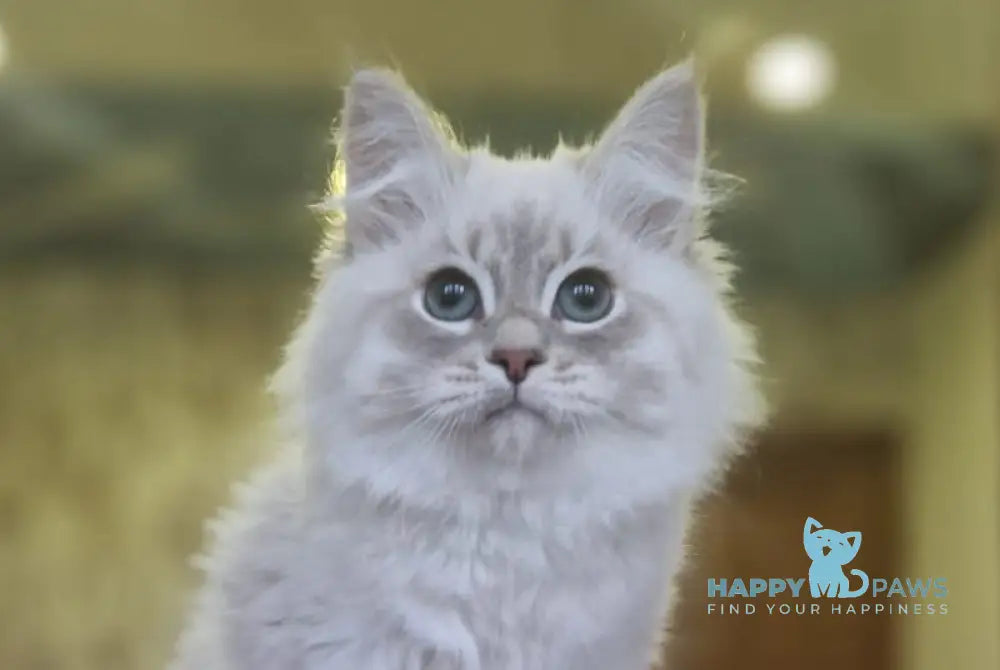 Xenophon Siberian male blue tabby pointed live animals