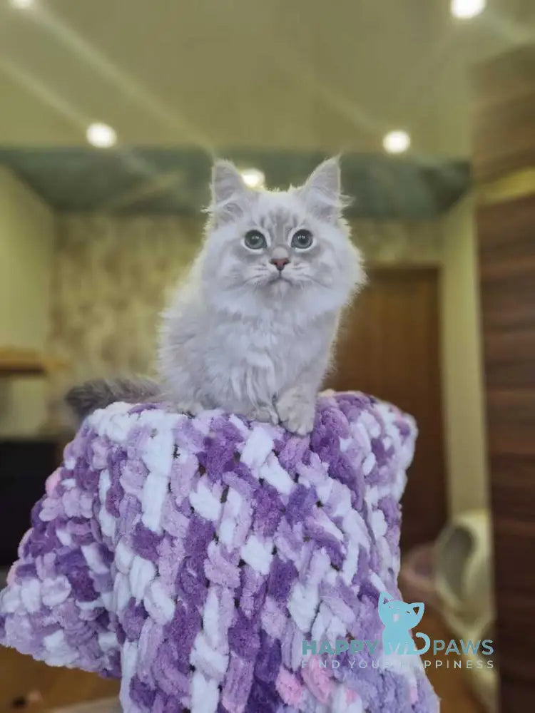 Xenophon Siberian male blue tabby pointed live animals