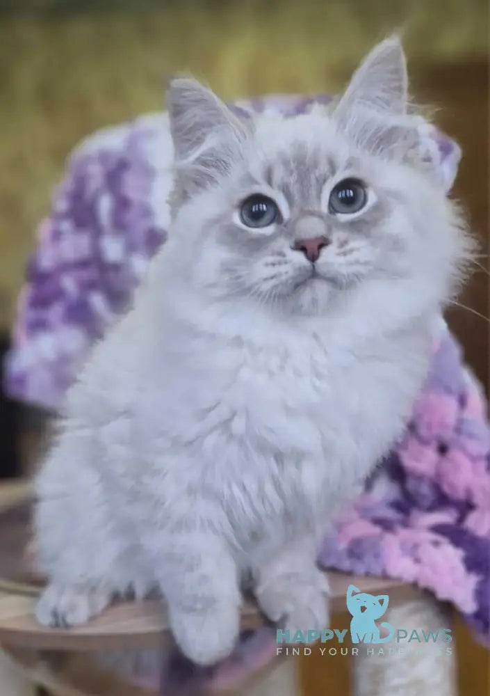 Xenophon Siberian male blue tabby pointed live animals