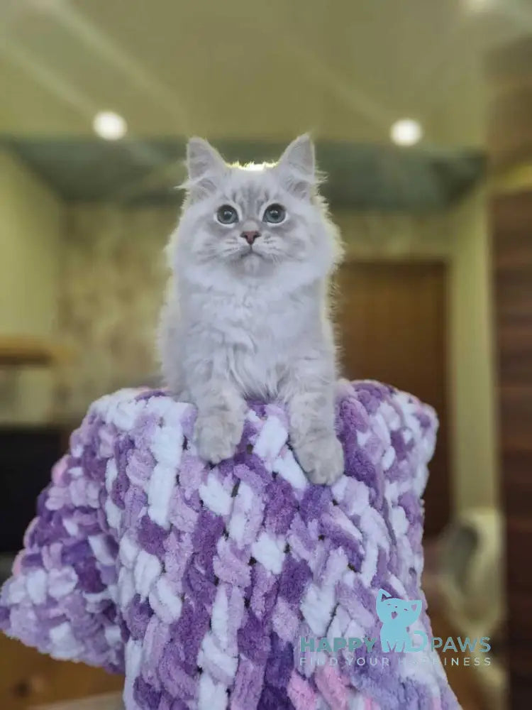 Xenophon Siberian male blue tabby pointed live animals