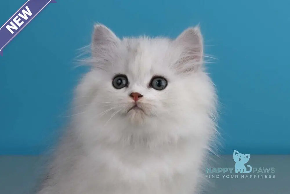 Xeppi British Longhair male chocolate silver shaded live animals