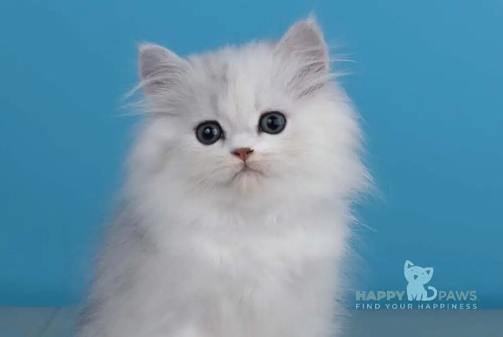 Xeppi British Longhair male chocolate silver shaded live animals