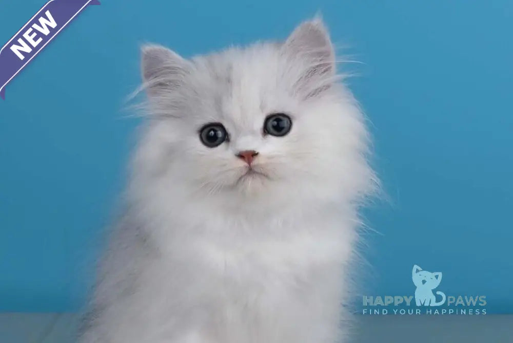 Xeppi British Longhair male chocolate silver shaded live animals