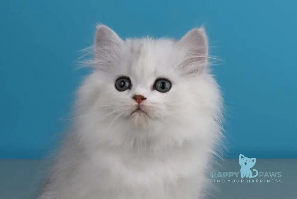 Xeppi British Longhair male chocolate silver shaded live animals