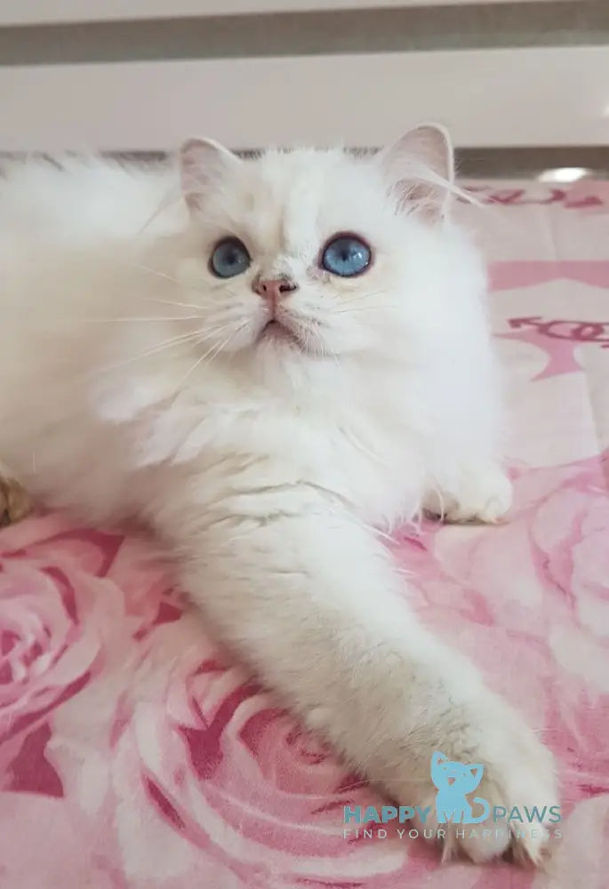 Xerox Scottish Straight male black silver shaded pointed live animals