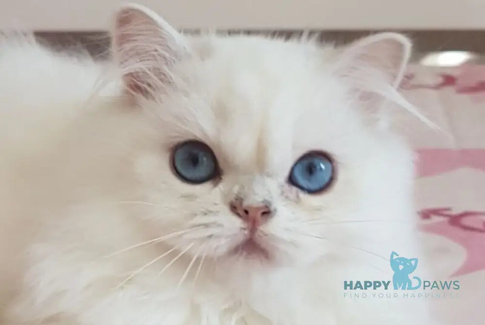 Xerox Scottish Straight male black silver shaded pointed live animals