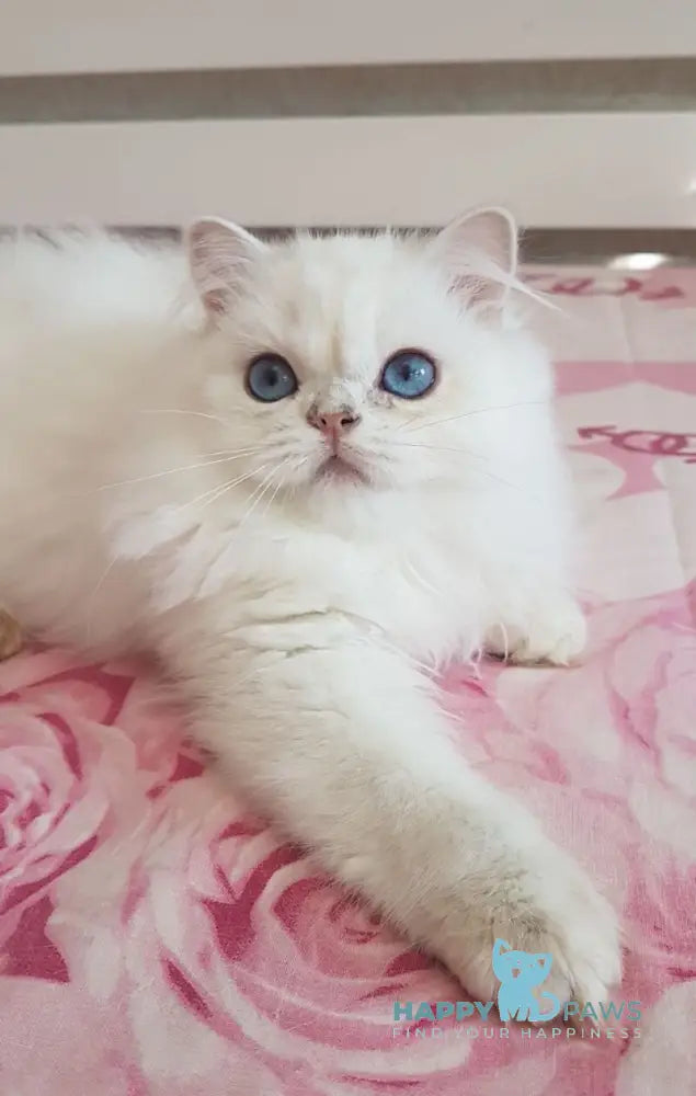 Xerox Scottish Straight male black silver shaded pointed live animals