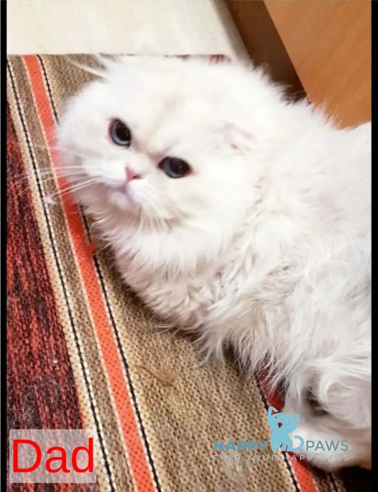 Xerox Scottish Straight male black silver shaded pointed live animals