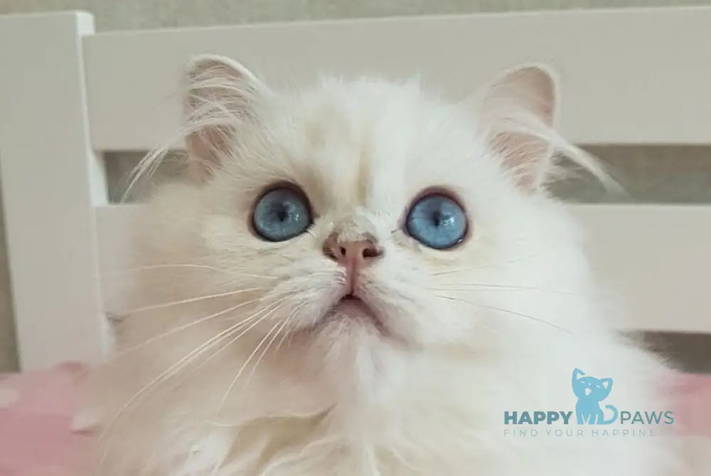 Xerox Scottish Straight male black silver shaded pointed live animals