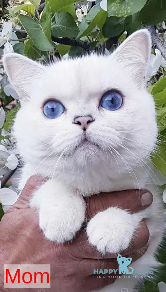 Xerox Scottish Straight male black silver shaded pointed live animals