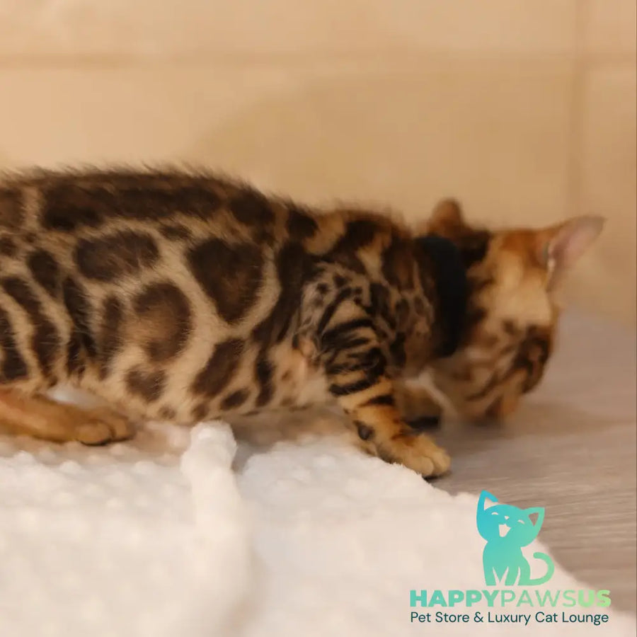Xerxes Bengal male black spotted tabby - live animals