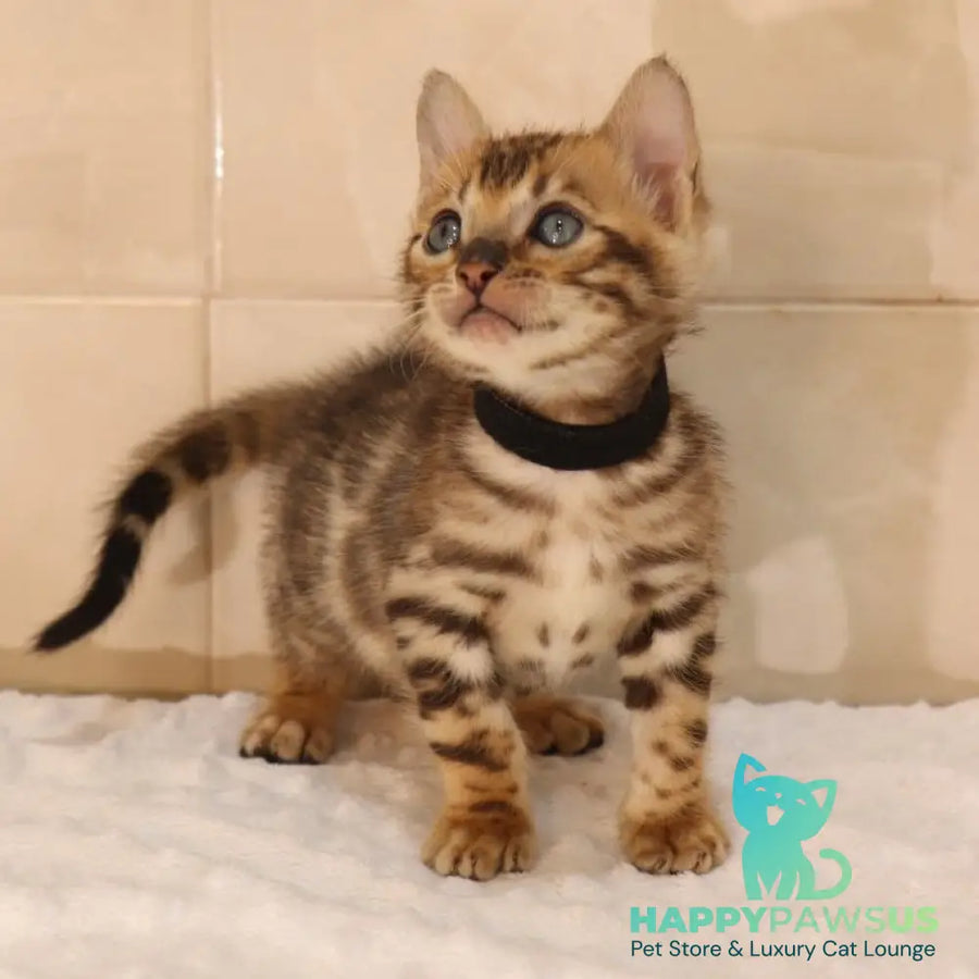 Xerxes Bengal male black spotted tabby - live animals