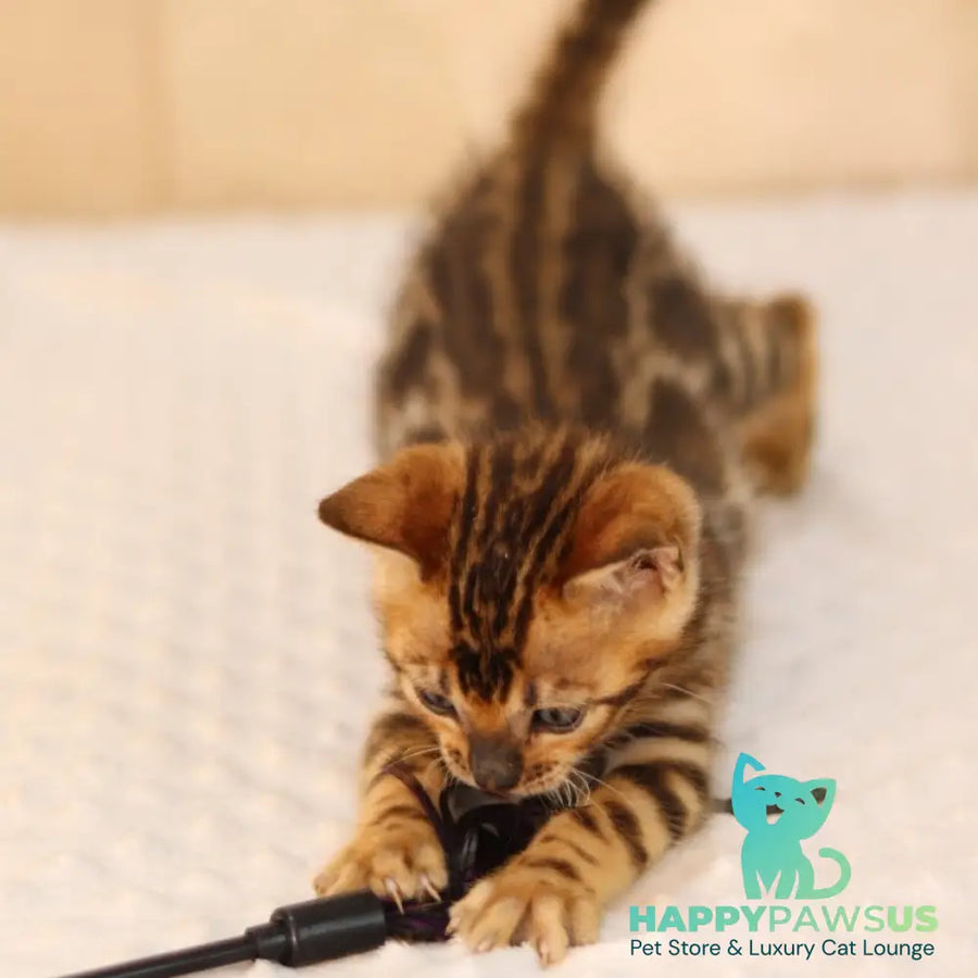 Xerxes Bengal male black spotted tabby - live animals