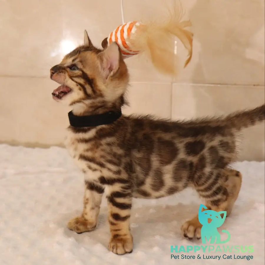 Xerxes Bengal male black spotted tabby - live animals