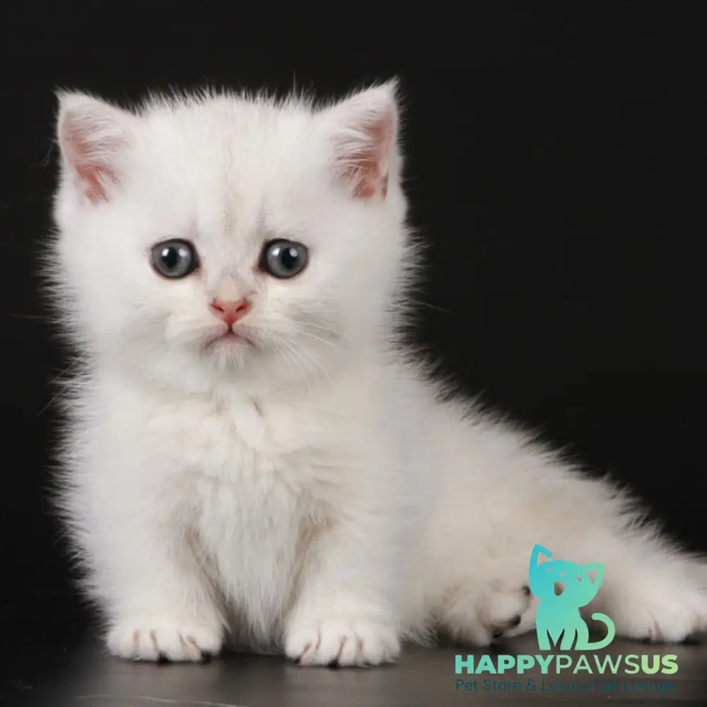Xevan Munchkin male black silver shaded - live animals