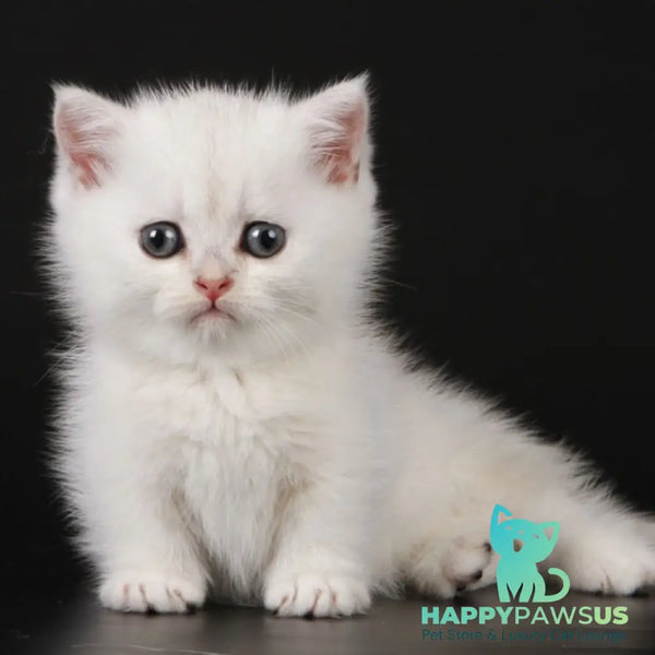 Xevan Munchkin male black silver shaded - live animals