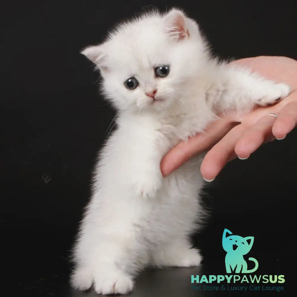 Xevan Munchkin male black silver shaded - live animals