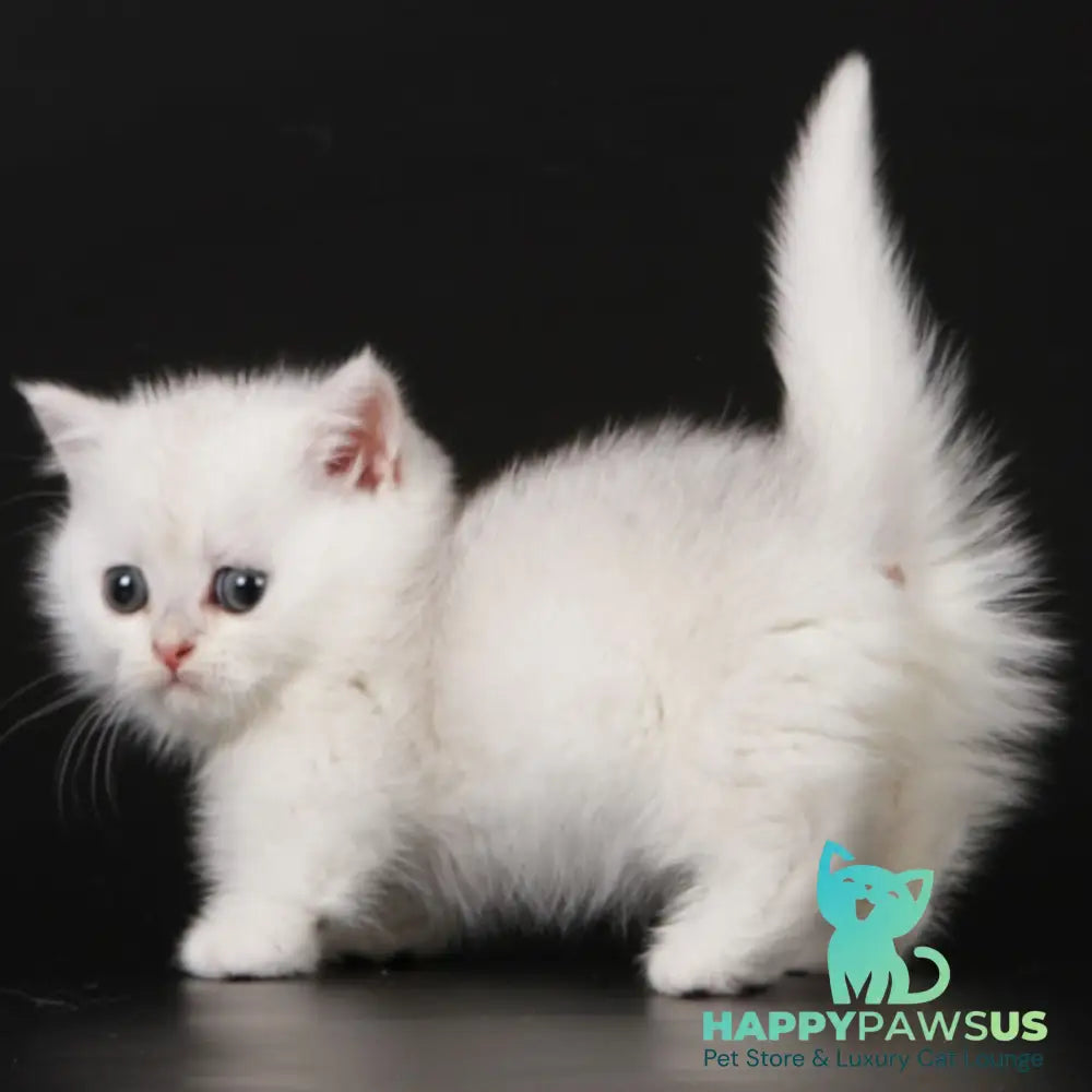 Xevan Munchkin male black silver shaded - live animals