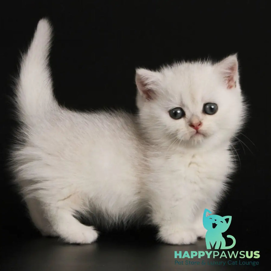 Xevan Munchkin male black silver shaded - live animals